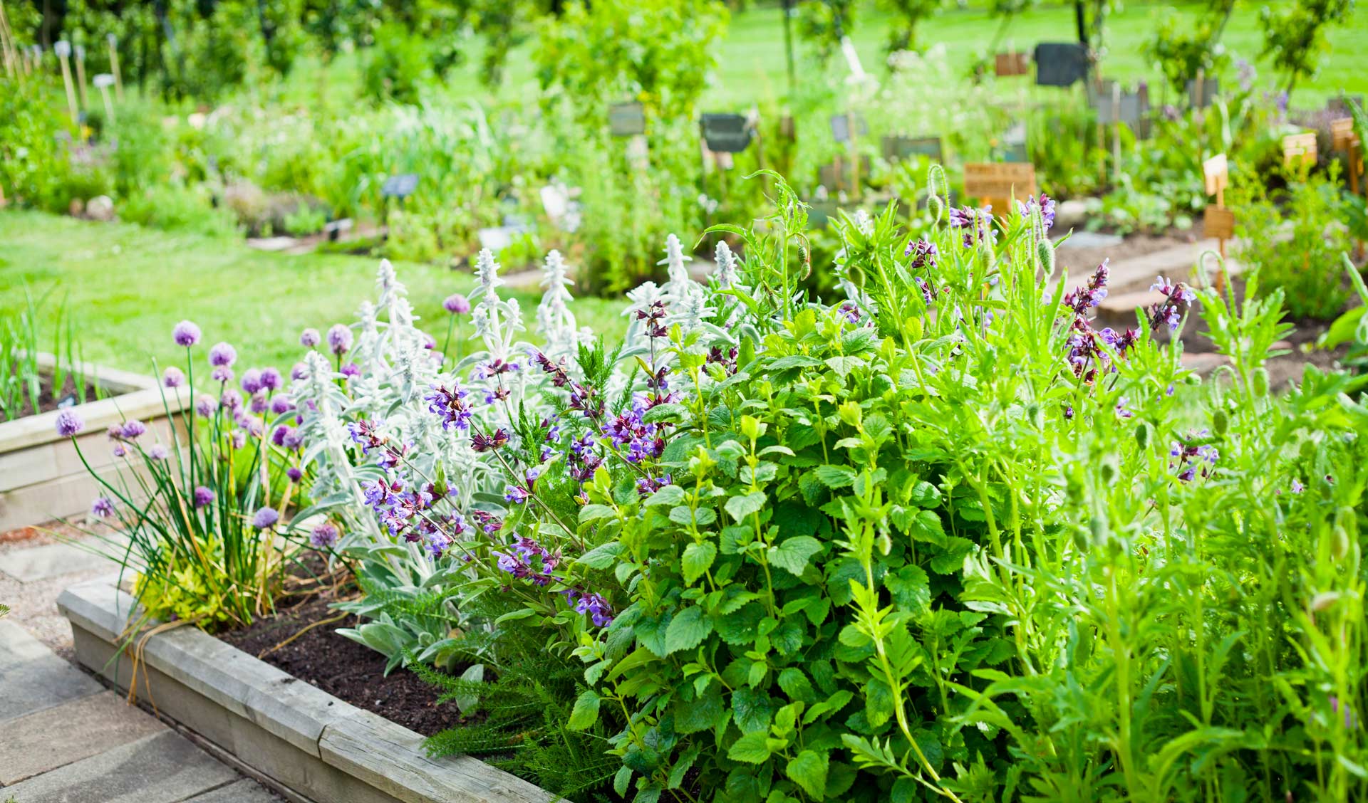 Plantes pour favoriser la digestion à Wittenheim proche de Kingersheim