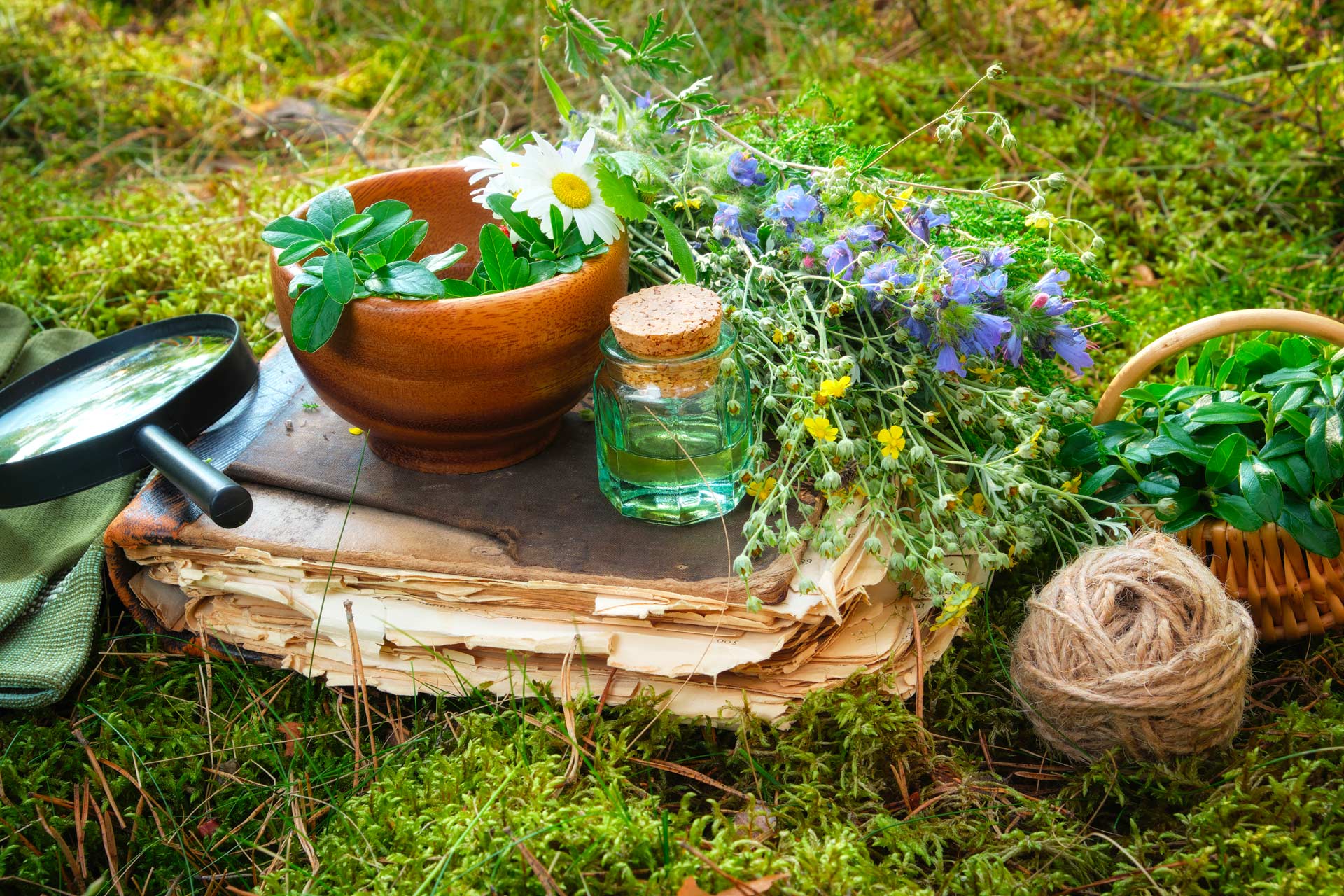 Conseils en plantes médicinales pour aider votre organisme à retrouver l’équilibre à Mulhouse dans le Haut-Rhin